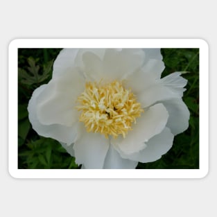 Precious White Peony Sticker